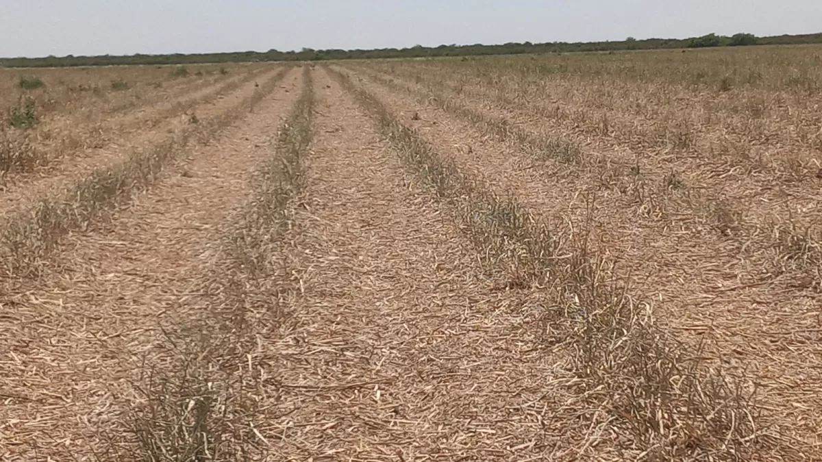 Efecto de las bajas temperaturas en un cañaveral.