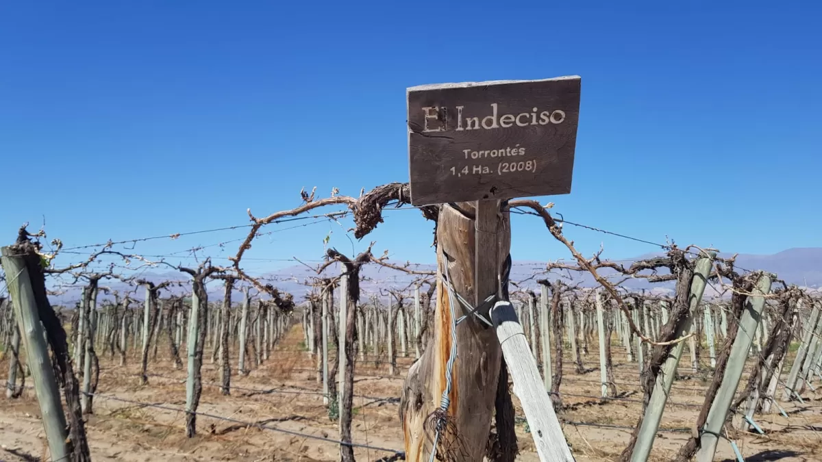 PRECUPANTE. El impacto de la helada tardía en los viñedos. 