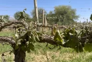 La fuerte helada causó estragos en los viñedos de los Valles Calchaquíes