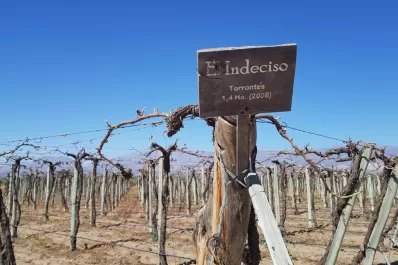 Preocupación entre productores de vinos: “La helada tardía arrasó los viñedos”