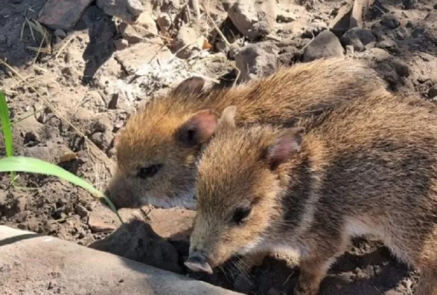 Derivaron a Corrientes dos crías de Pecarí de Collar rescatadas en Tucumán