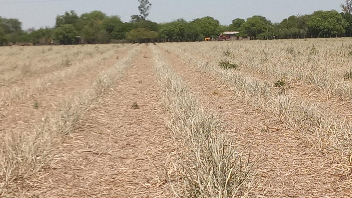 Daños en un campo de Los Puestos. 