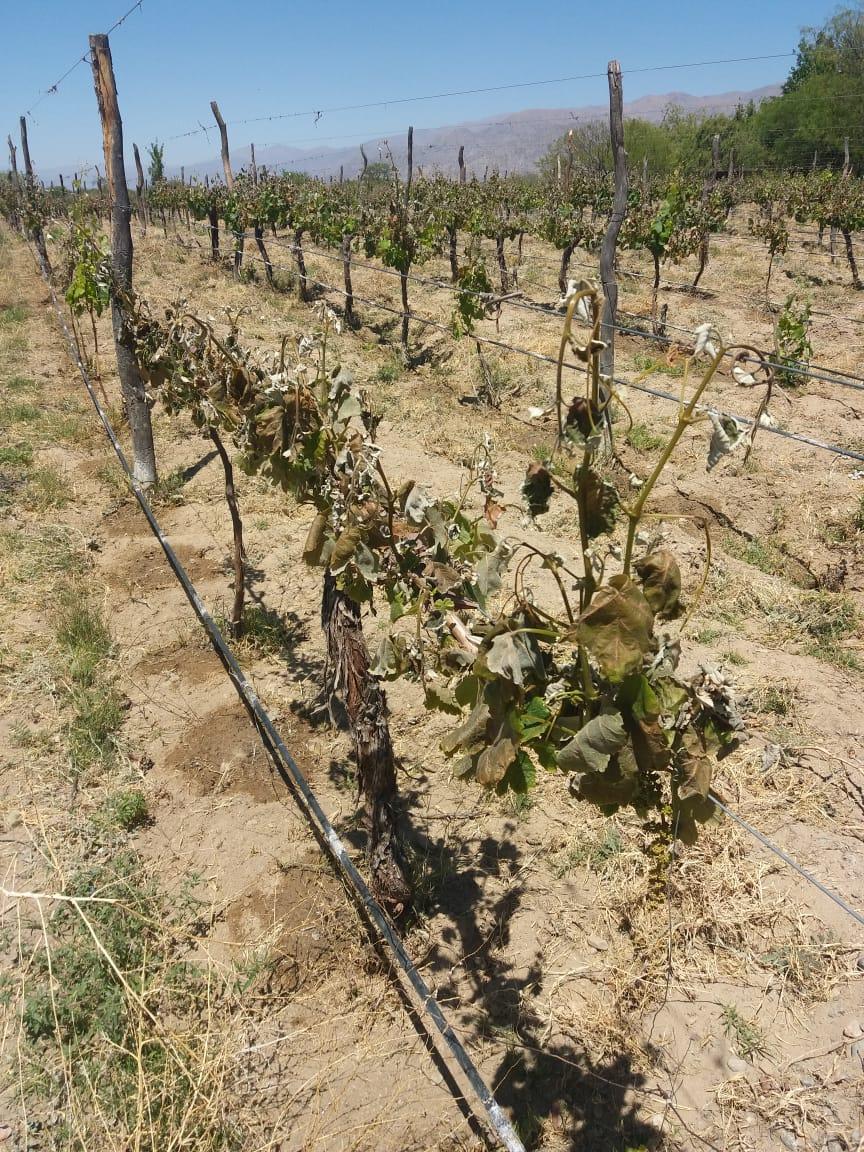 La fuerte helada causó estragos en los viñedos de los Valles Calchaquíes