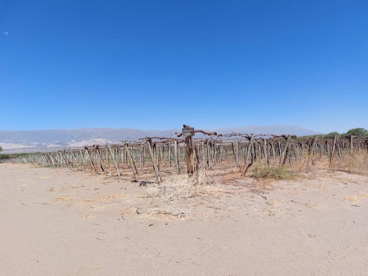 Preocupación entre productores de vinos: “La helada tardía arrasó los viñedos”