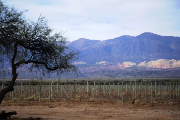 La fuerte helada causó estragos en los viñedos de los Valles Calchaquíes