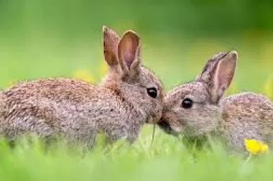 ¿Qué predijo Ludovica Squirru sobre el horóscopo chino para el 2023?