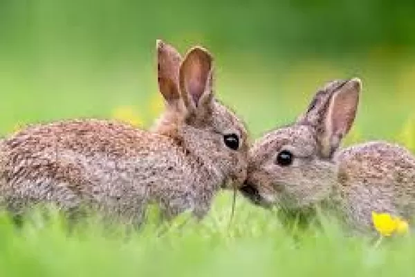 ¿Qué predijo Ludovica Squirru sobre el horóscopo chino para el 2023?