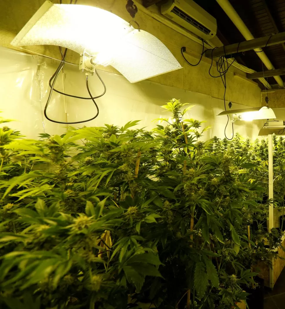 ¿Cannabis recreativo o medicinal? He ahí la cuestión