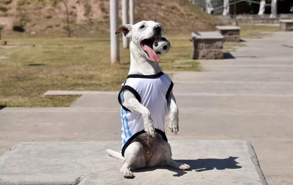 LA ESTRELLA. Las redes de Trompita tienen pocos meses, pero ella ya es toda un fenómeno en el mundo digital. Sus videos son furor y recorren el mundo. la gaceta / fotos de ines quinteros orio