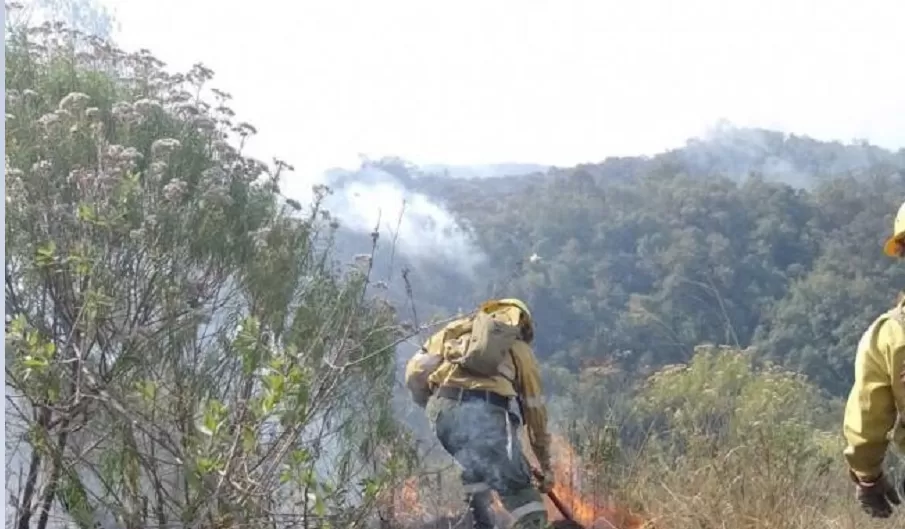 BRIGADISTAS EN ACCIÓN. 