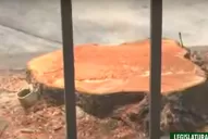 Críticas por la tala de 12 árboles en la Legislatura para techar el estacionamiento