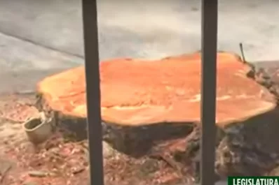 Críticas por la tala de 12 árboles en la Legislatura para techar el estacionamiento