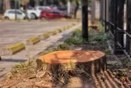 Estacionamiento y polémica: reproches internos en la Legislatura por la tala de 12 árboles