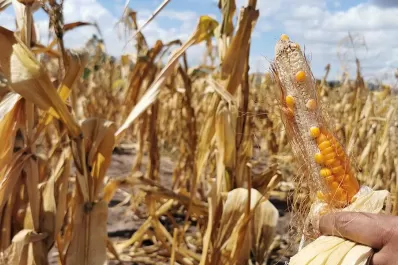 Se derrumbaron las hectáreas sembradas con soja y con maíz