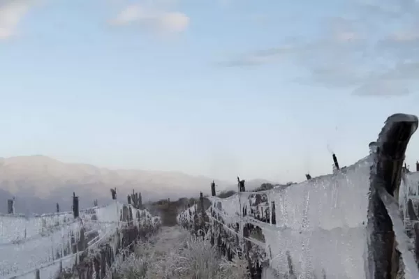 Valles Calchaquíes: las heladas afectaron hasta la cosecha 2024