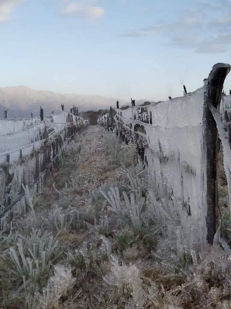 GRAVE. Los viñedos de Tucumán resultaron afectados por las heladas.  