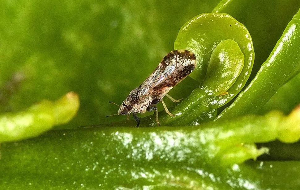 PRESENCIA. Se detectó Diaphorina Citri en el departamento Capayán. 