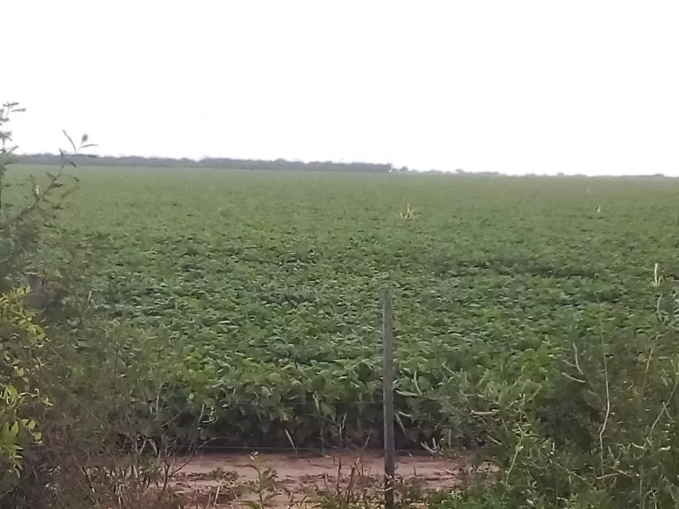 SITUACIÓN. En general los campos terminaron la campaña pasada relativamente limpios, ya que el productor hizo las aplicaciones en invierno y en primavera.  