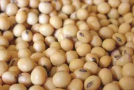 Soja y maíz: Qué establece el programa de compensación para pequeños y medianos productores