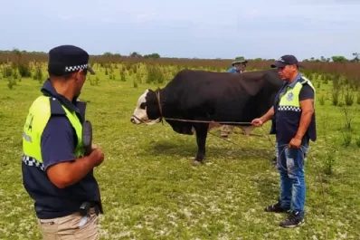 Recuperan un toro valuado en $800.000