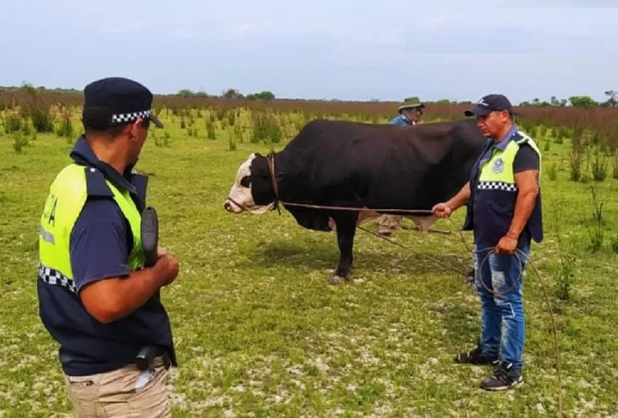 TORO RECUPERADO por la policía. 