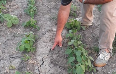 CULTIVOS EN PELIGRO. La tierra seca afecta a las producciones.