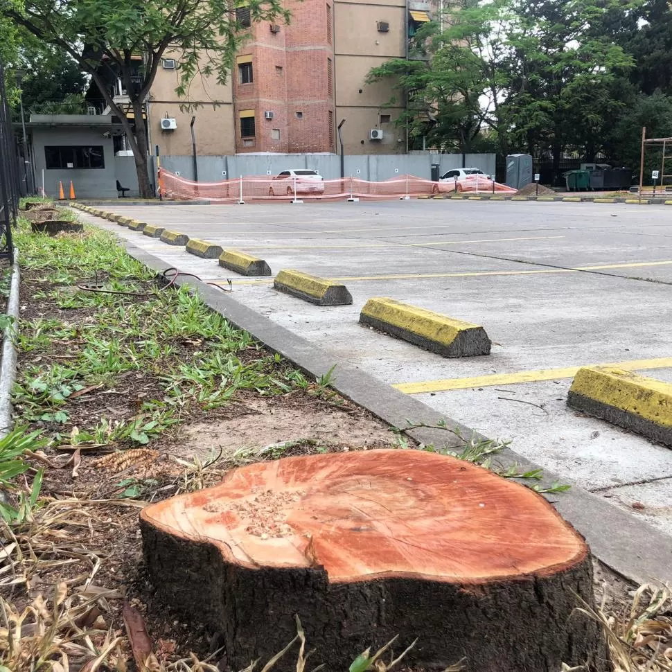 Los efectos invisibles del arboricidio
