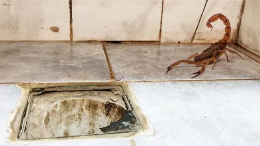 Especialista tucumana explica cómo lidiar con los alacranes