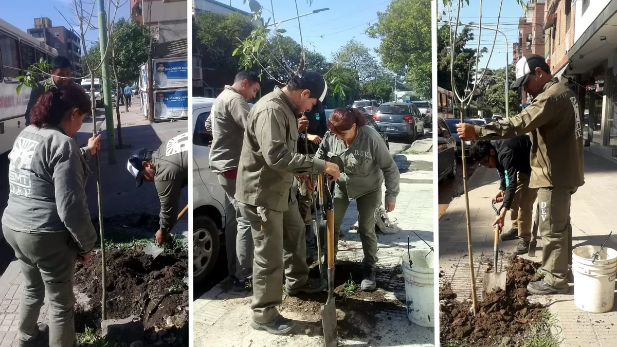 FORESTACIÓN. La Municipalidad salió a plantar árboles por la ciudad.