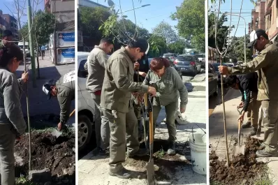 Plantaron árboles en varias calles de Barrio Sur