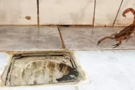 Prevención: con la llegada del calor y las lluvias, aparecen los alacranes