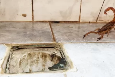 Prevención: con la llegada del calor y las lluvias, aparecen los alacranes