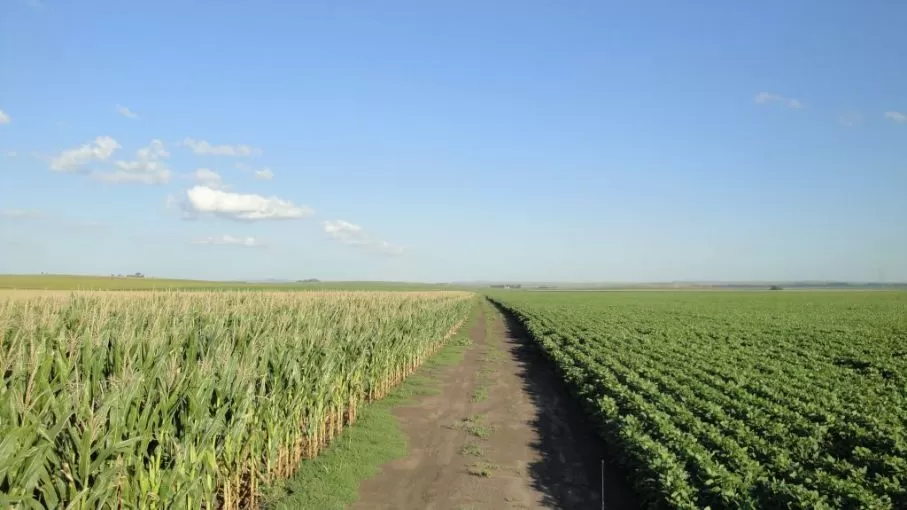 PROGRAMA DE COMPENSACIÓN. El objetivo es aumentar la siembra de la próxima campaña agrícola.  