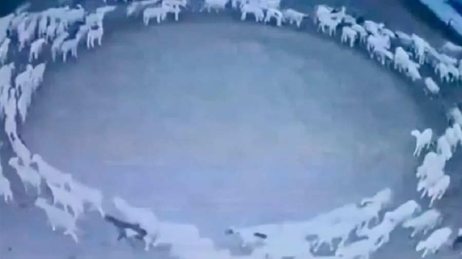 Video: ovejas empezaron a caminar en círculo desde hace 14 días