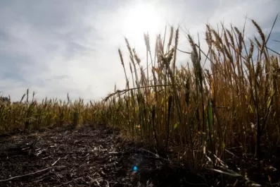 Cosecha de trigo, en caída