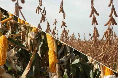 La rotación ayuda a mitigar el efecto “Niña”