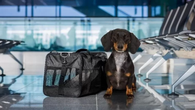 DE VACACIONES. Gatos y perros suelen viajar con las familias en esta época.  