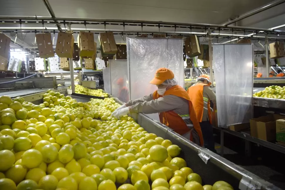 LIMÓN. Argentina es primer productor e industrializador y cuarto exportador. la gaceta / foto de juan pablo sanchez noli