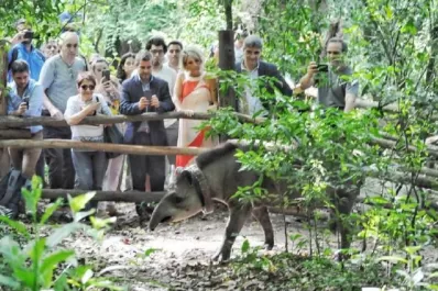 La Reserva de Horco Molle liberó a la tapir Sami