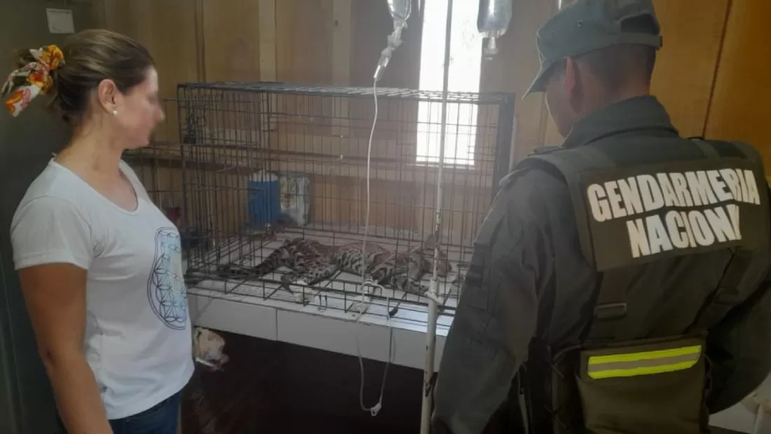 Rescatan un gato montés