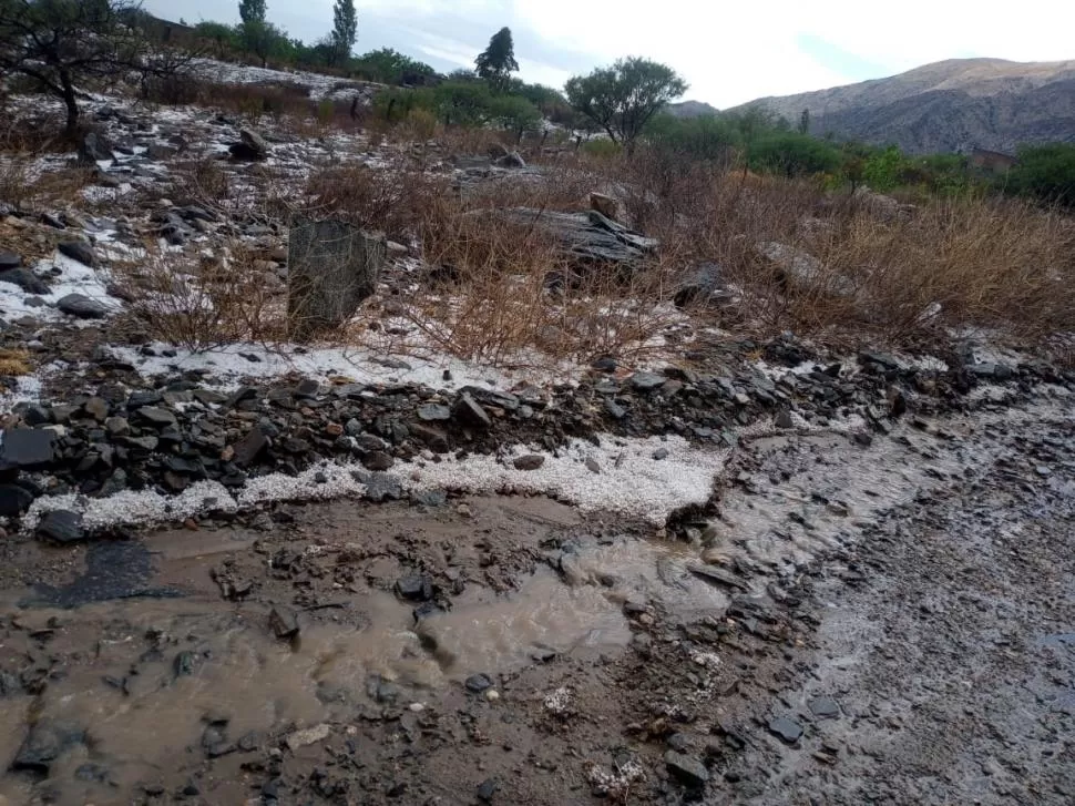 COLALAO DEL VALLE. “Los cultivos que lograron salvarse de la helada tardía, ahora terminaron destruidos por la granizada”, dijo Morales. 