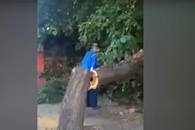 Un ciudadano no puede talar un árbol ubicado en la vereda o en un espacio público