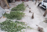 Patricia Bullrich anunció que darán de baja todos los permisos para cultivar marihuana