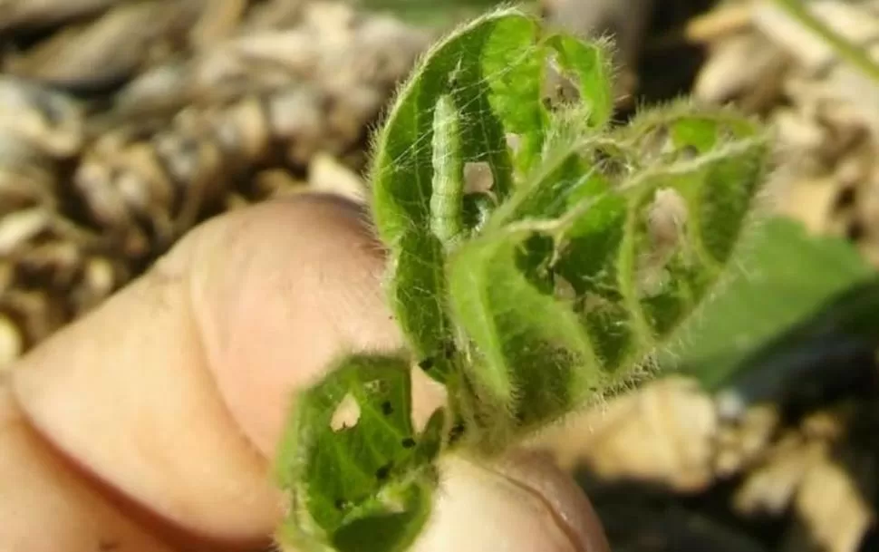 SOJA. Técnicos precisaron que orugas bolilleras de más de 1 cm de longitud dañan el brote apical, lo que modifica la estructura de la planta. Esto puede repercutir negativamente sobre el rinde.  