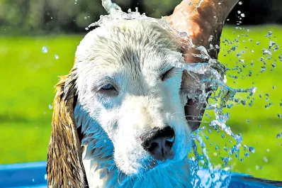 El calor y las mascotas: cómo cuidar a los animales y evitar problemas por las altas temperaturas
