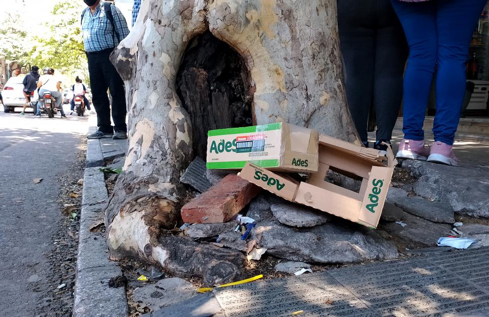 ESTADO GENERAL. Hay árboles que poseen sus raíces expuestas y/o secas. LA GACETA / FOTO DE JOSé NUNO