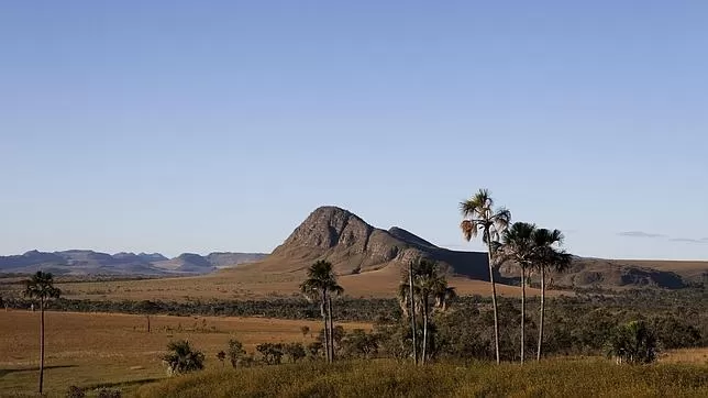 “CERRADO”. El bosque del centro de Brasil está siendo deforestado. 