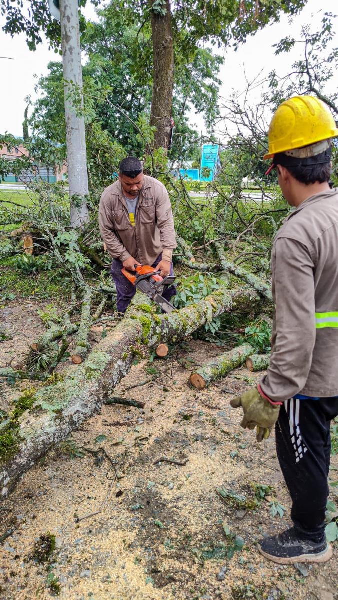 En Yerba Buena cayeron 18 árboles y postes de luz durante la tormenta