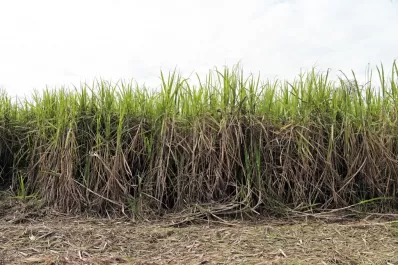Caña: la falta de lluvias afecta su crecimiento