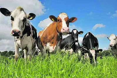 Una app permite medir en tiempo real la proteína bruta de los pastos